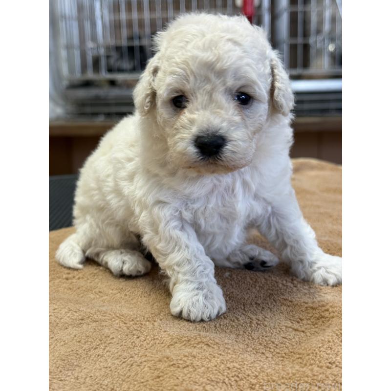 販売中の栃木県のトイプードル-456409の3枚目