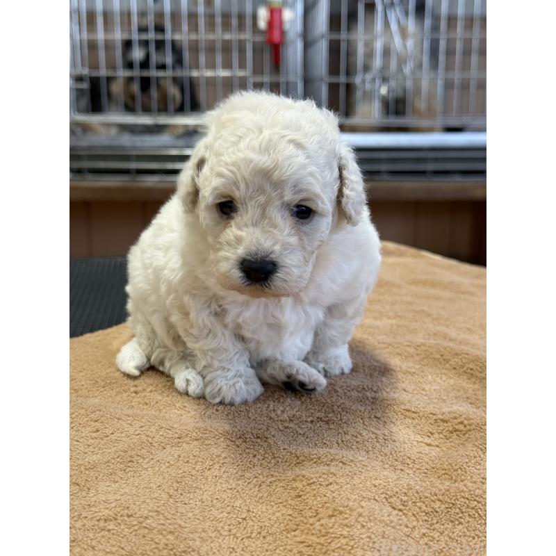 販売中の栃木県のトイプードル-456409の2枚目