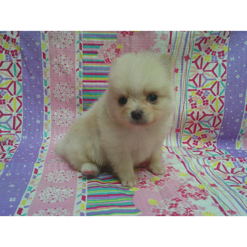 販売中の茨城県のポメラニアン-456399の2枚目