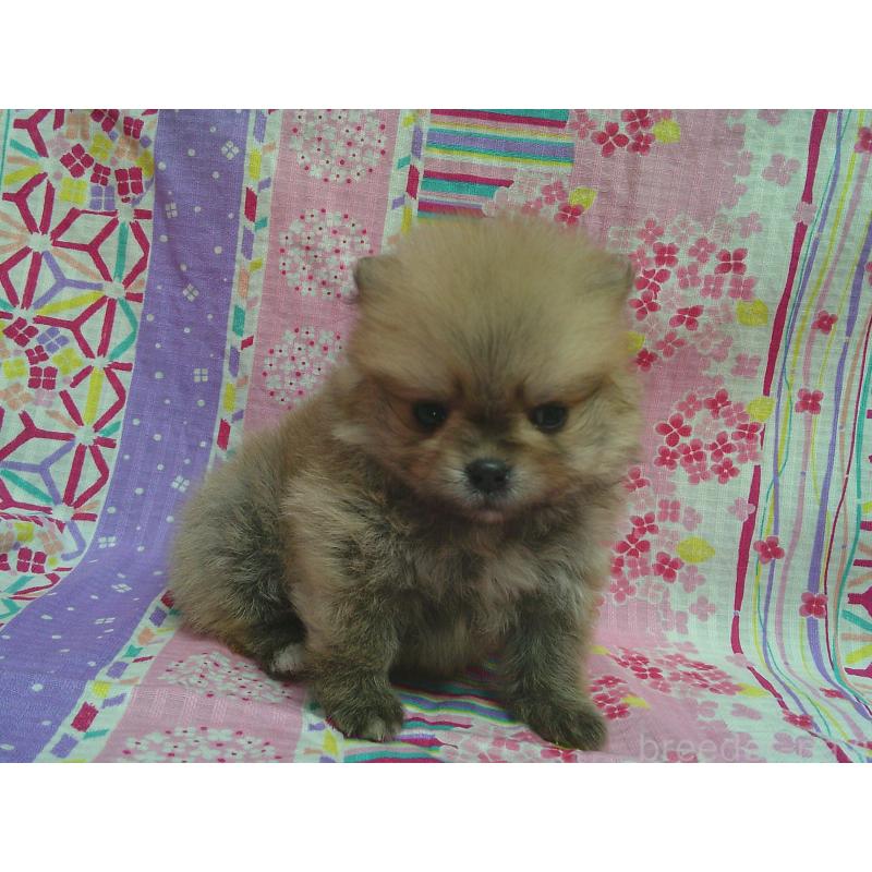 販売中の茨城県のポメラニアン-456401の2枚目