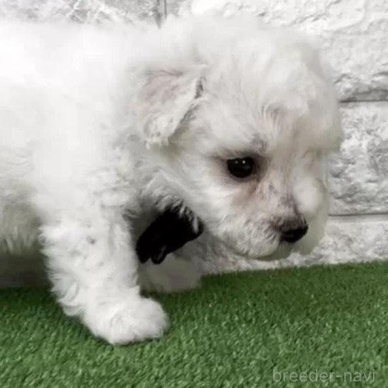 販売中の埼玉県のビションフリーゼ-456402の3枚目