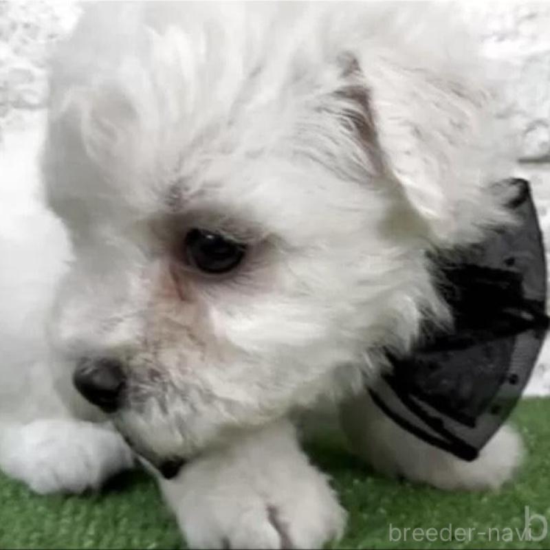 販売中の埼玉県のビションフリーゼ-456402の2枚目