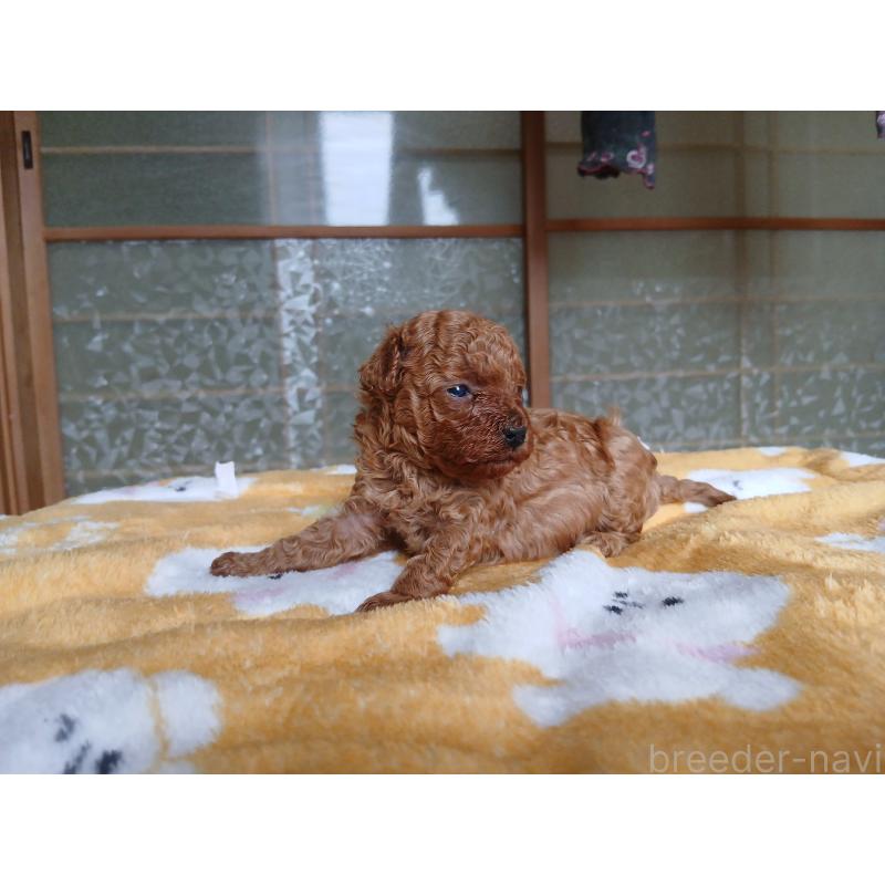 販売中の愛媛県のティーカッププードル-456410の5枚目