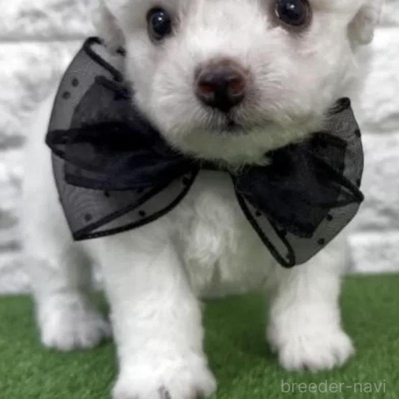 販売中の埼玉県のビションフリーゼ-456407の3枚目