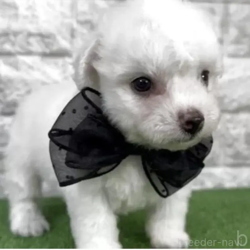 販売中の埼玉県のビションフリーゼ-456407の2枚目