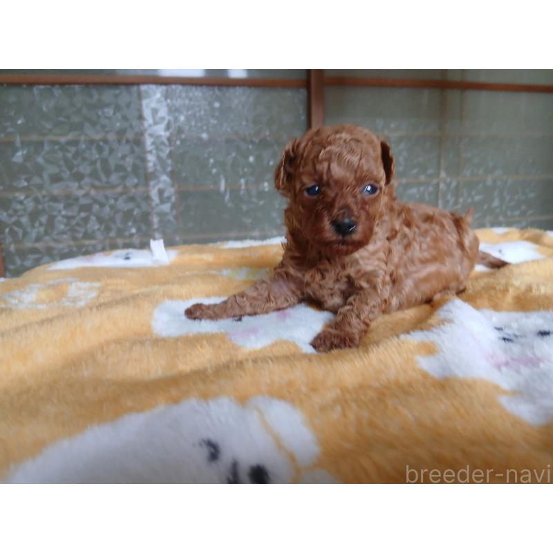 販売中の愛媛県のティーカッププードル-456410の4枚目