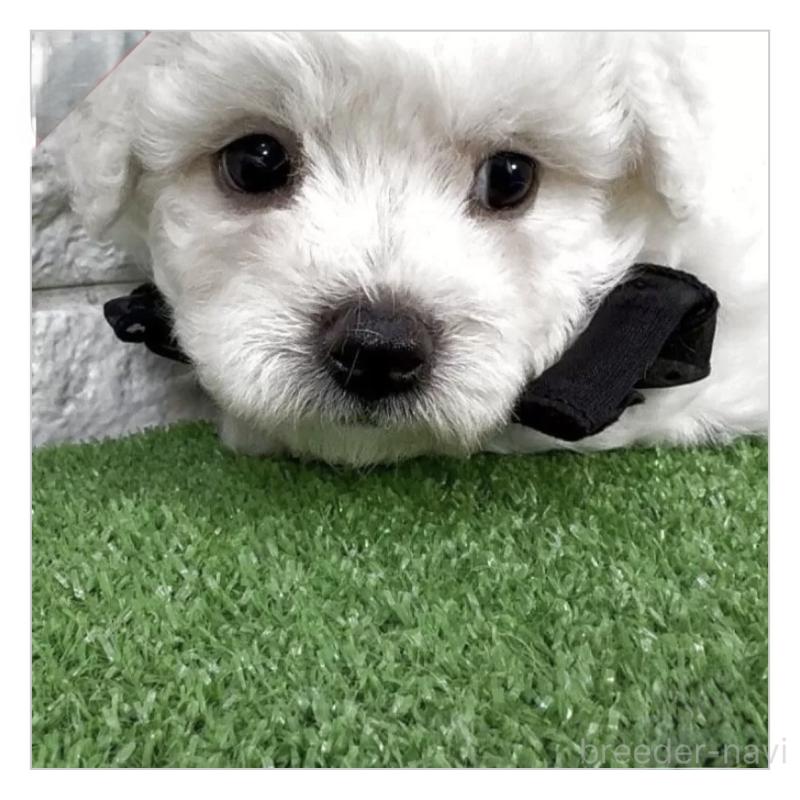 販売中の埼玉県のビションフリーゼ-456408