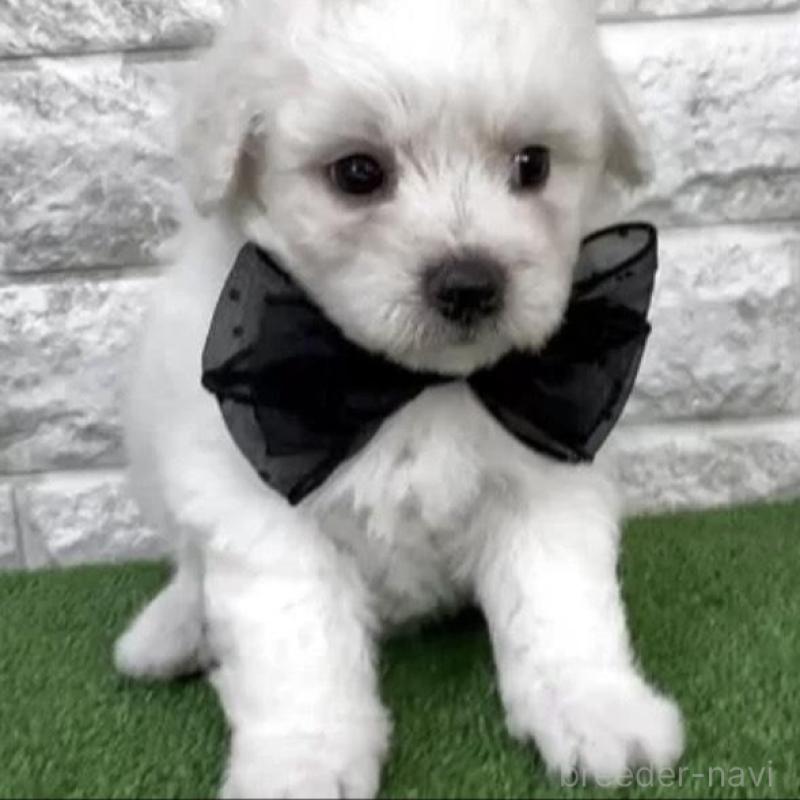 販売中の埼玉県のビションフリーゼ-456408の2枚目