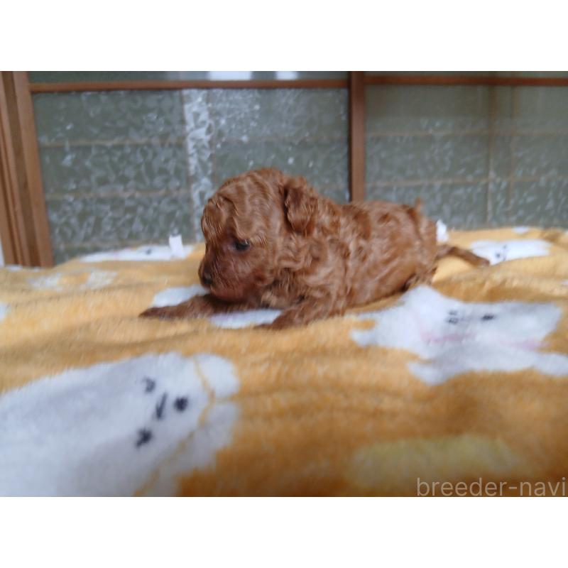 販売中の愛媛県のティーカッププードル-456410の3枚目