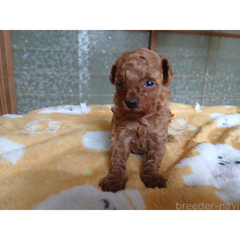 販売中の愛媛県のティーカッププードル-456410の2枚目