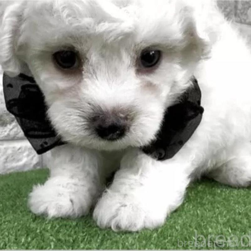 販売中の埼玉県のビションフリーゼ-456411の3枚目