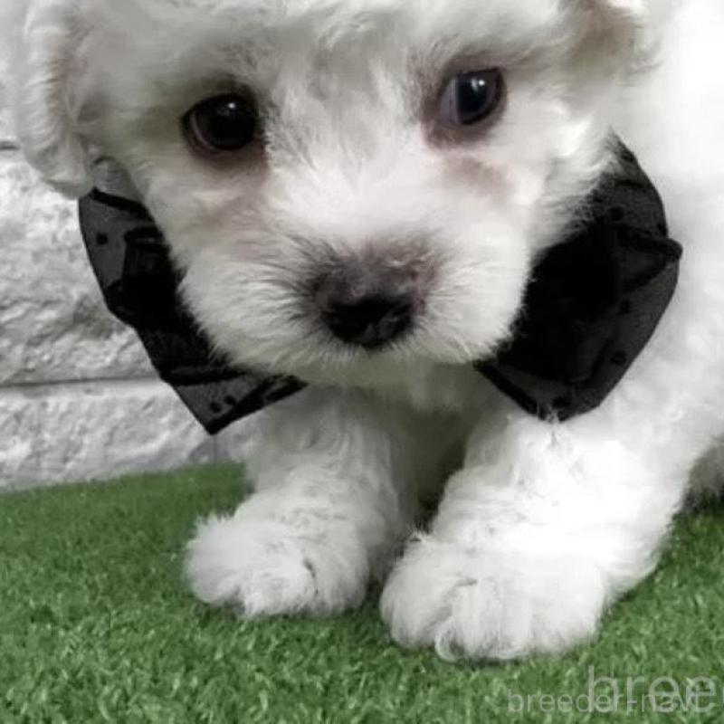 販売中の埼玉県のビションフリーゼ-456411の2枚目