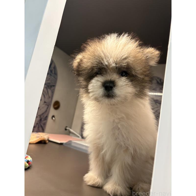 販売中の東京都のミックス犬-456413の7枚目