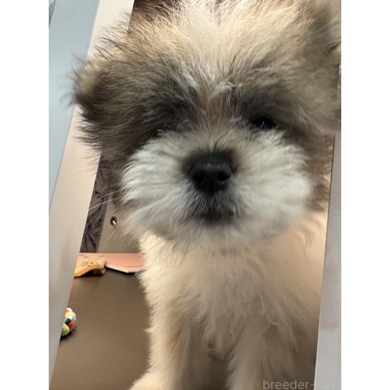 販売中の東京都のミックス犬-456413の6枚目