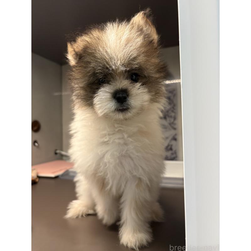 販売中の東京都のミックス犬-456413の5枚目