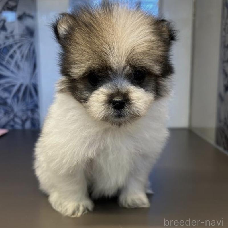 販売中の東京都のミックス犬-456413の4枚目