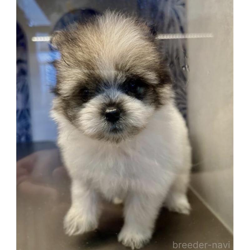 販売中の東京都のミックス犬-456413の3枚目