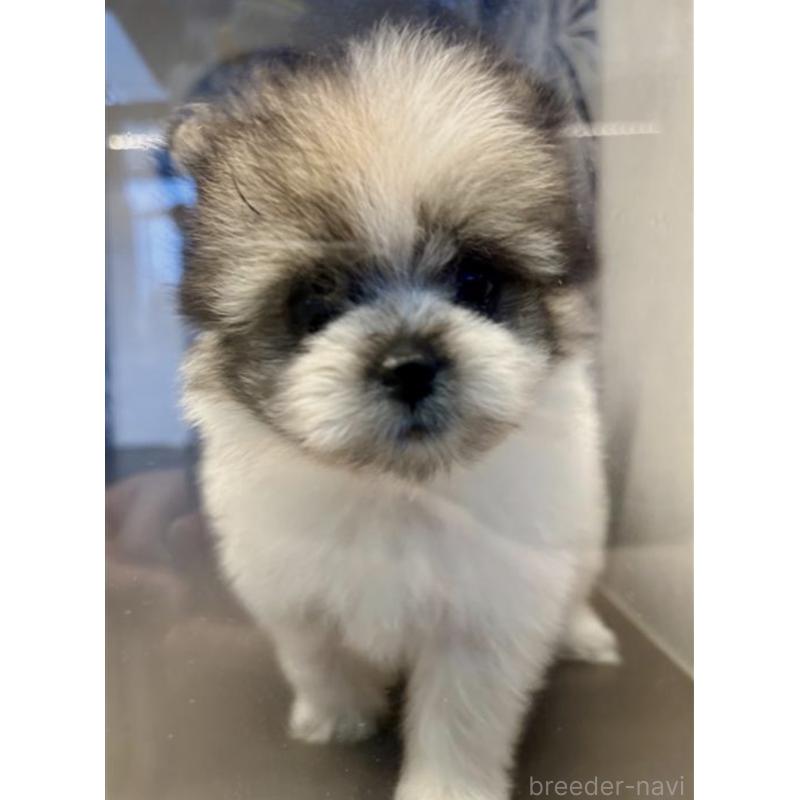 販売中の東京都のミックス犬-456413の2枚目