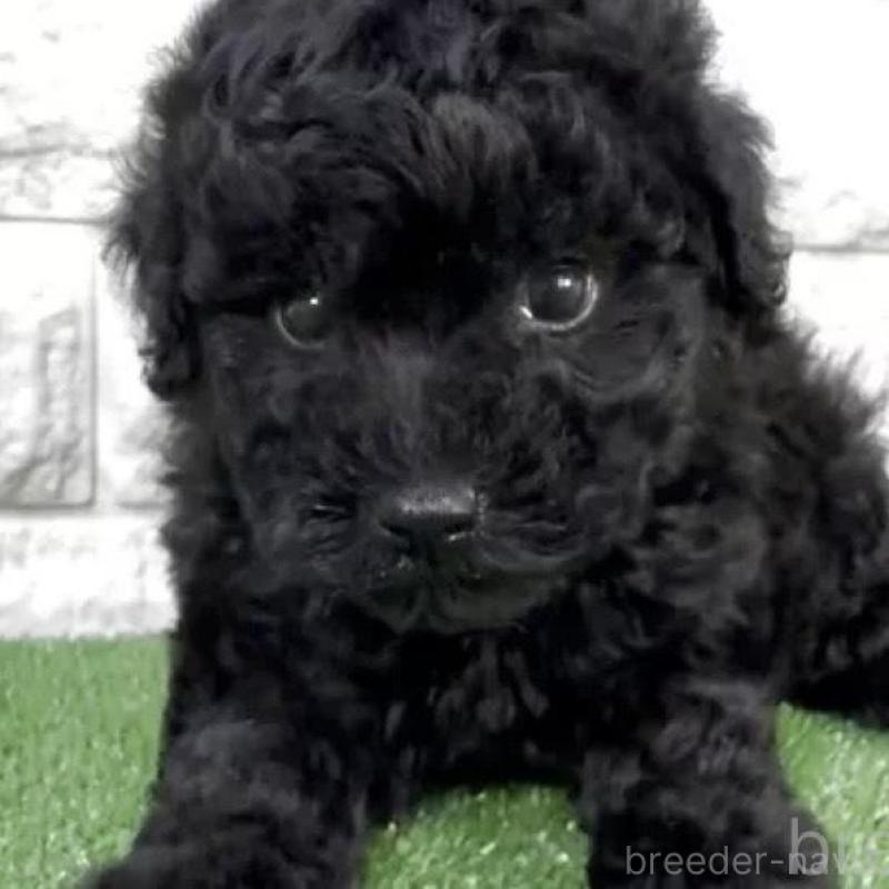 販売中の埼玉県のタイニープードル-456412の3枚目