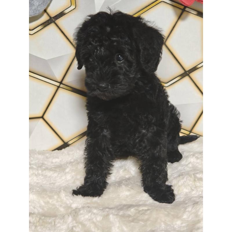 販売中の静岡県のミックス犬-456417