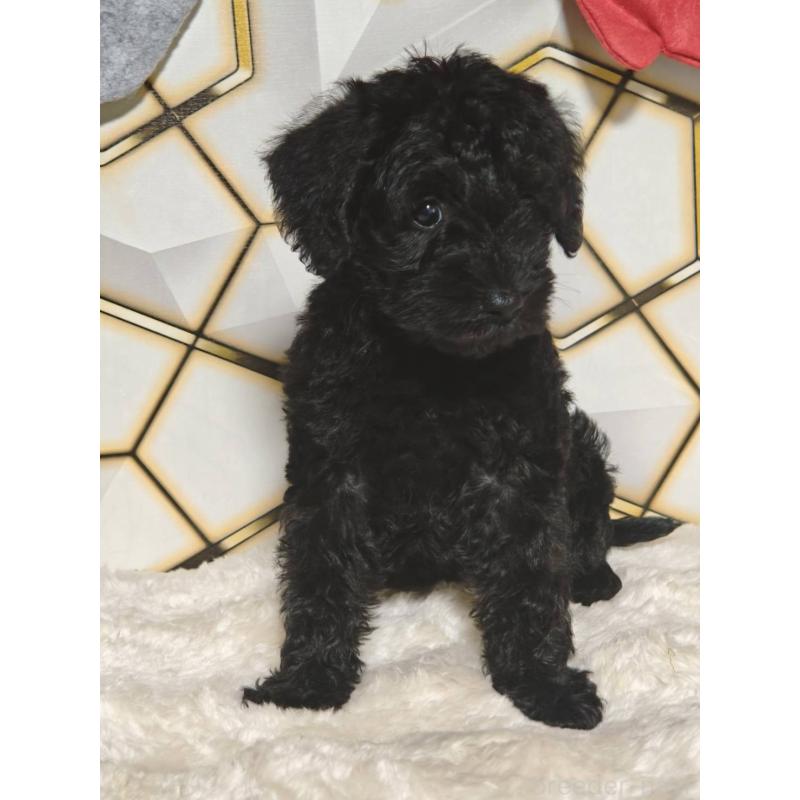 販売中の静岡県のミックス犬-456417の5枚目