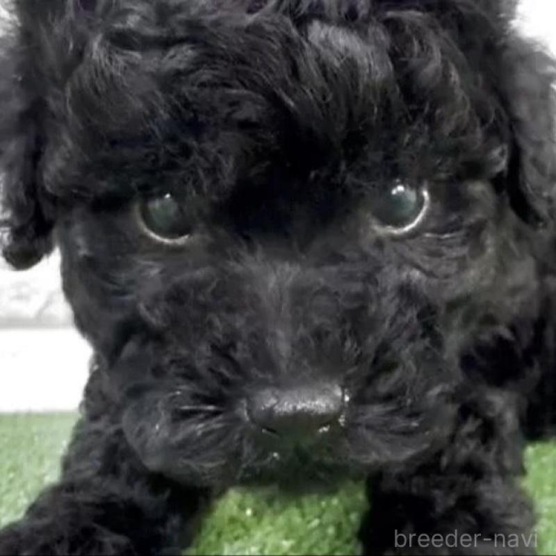 販売中の埼玉県のタイニープードル-456412の2枚目