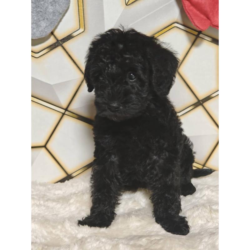 販売中の静岡県のミックス犬-456417の4枚目