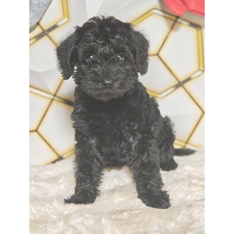 販売中の静岡県のミックス犬-456417の3枚目