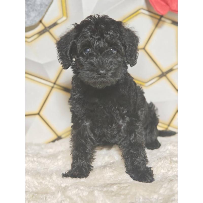 販売中の静岡県のミックス犬-456417の2枚目