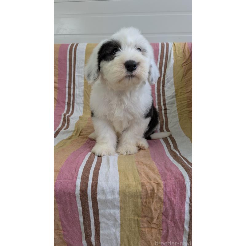 販売中の茨城県のオールドイングリッシュシープドッグ-456415の5枚目