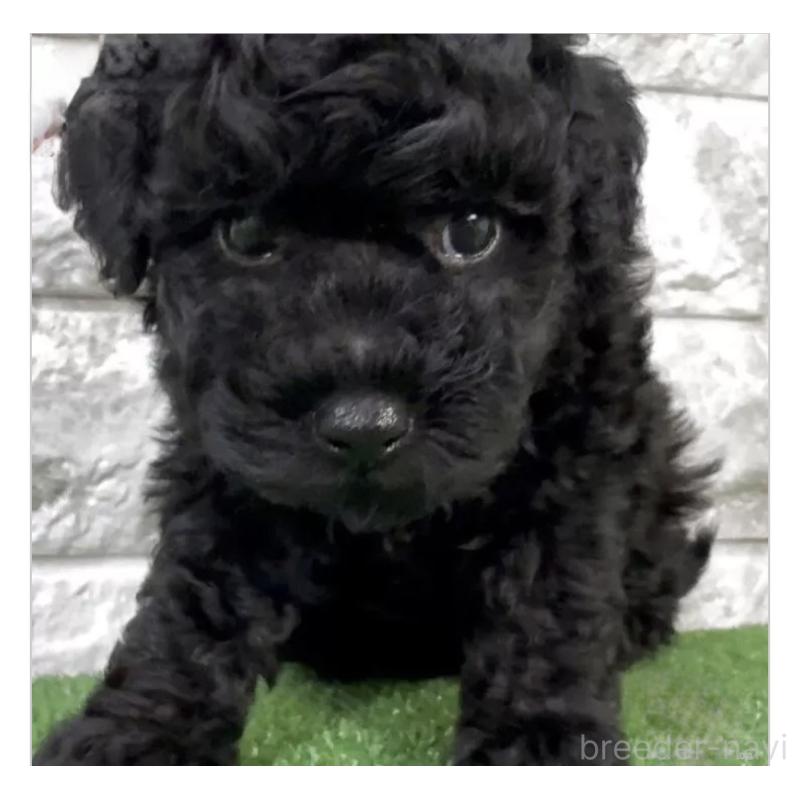 販売中の埼玉県のタイニープードル-456416の3枚目