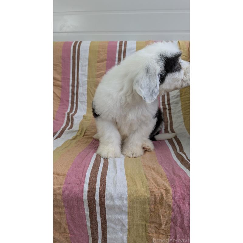 販売中の茨城県のオールドイングリッシュシープドッグ-456415の4枚目