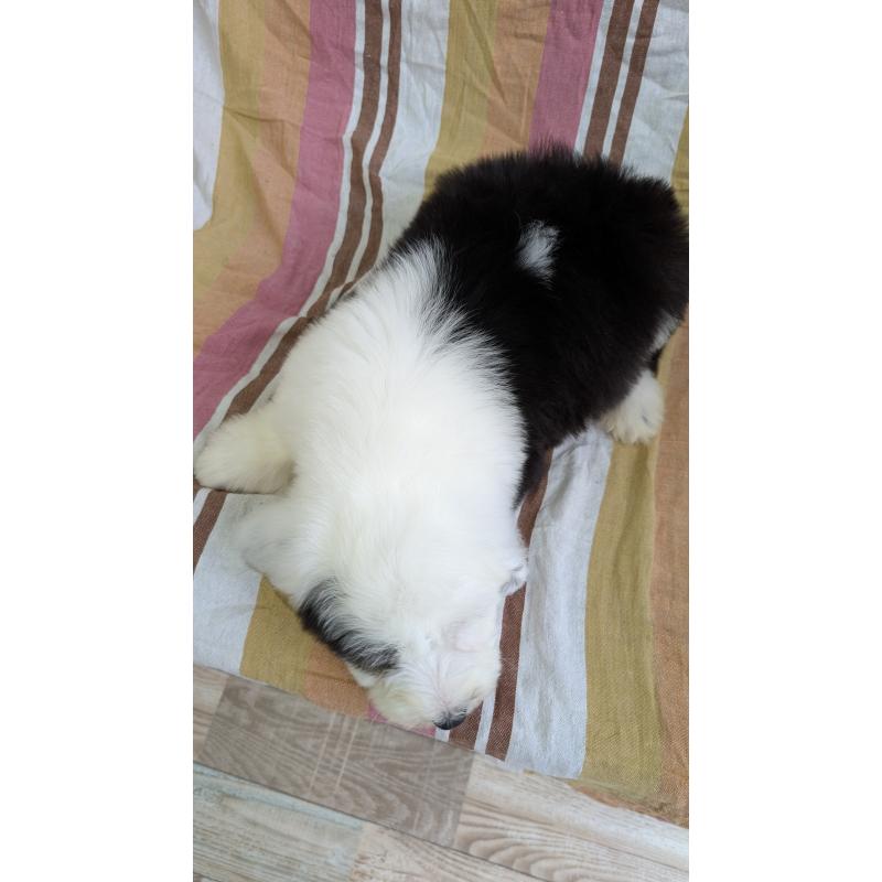 販売中の茨城県のオールドイングリッシュシープドッグ-456415の3枚目