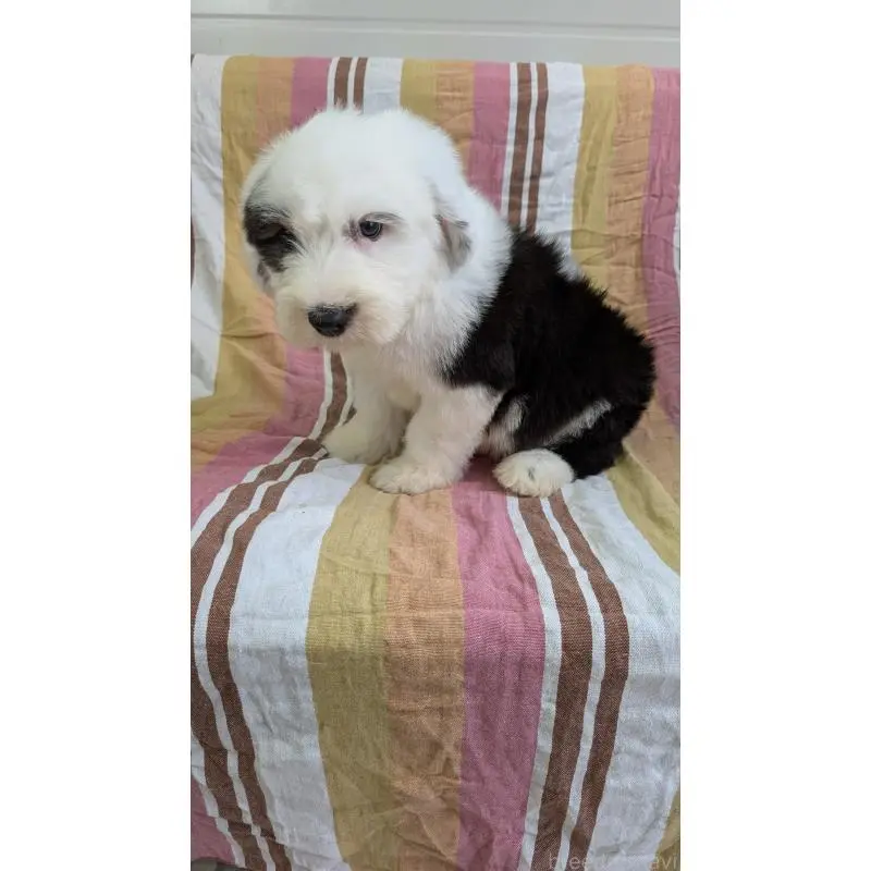 販売中の茨城県のオールドイングリッシュシープドッグ-456415の2枚目