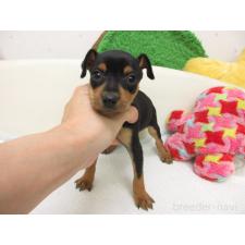 ♀︎ミニチュアピンシャー(ミニピン)