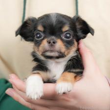 ♀︎チワワ(ロングコート)