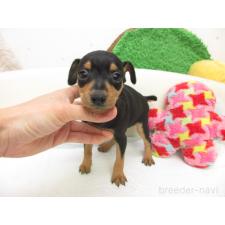 ♀︎ミニチュアピンシャー(ミニピン)