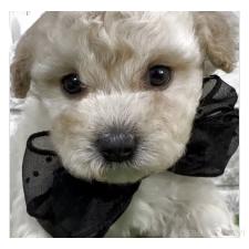 ♀︎ビションプー:ビションフリーゼ×トイプードル