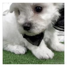 ♀︎ビションフリーゼ