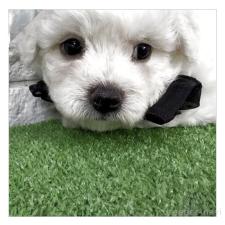 ♀︎ビションフリーゼ