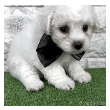 ♀︎ビションフリーゼ