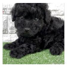 ♀︎タイニープードル