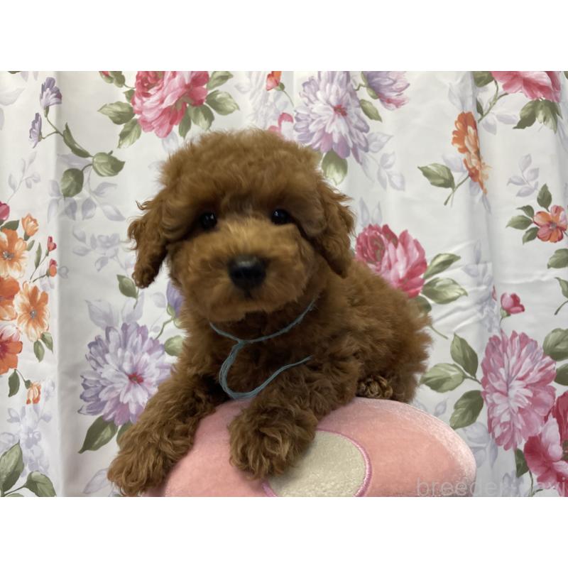 販売中の広島県のトイプードル-447204の7枚目