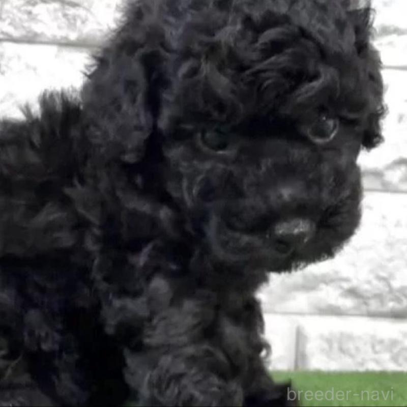 販売中の埼玉県のタイニープードル-456416の2枚目