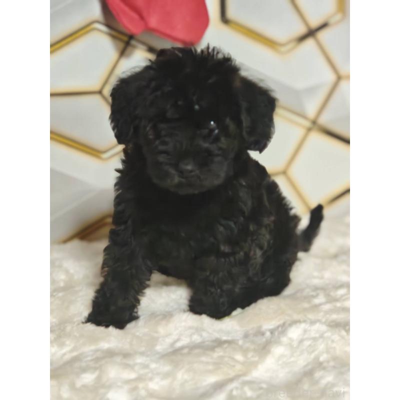 ♀︎ミックス犬