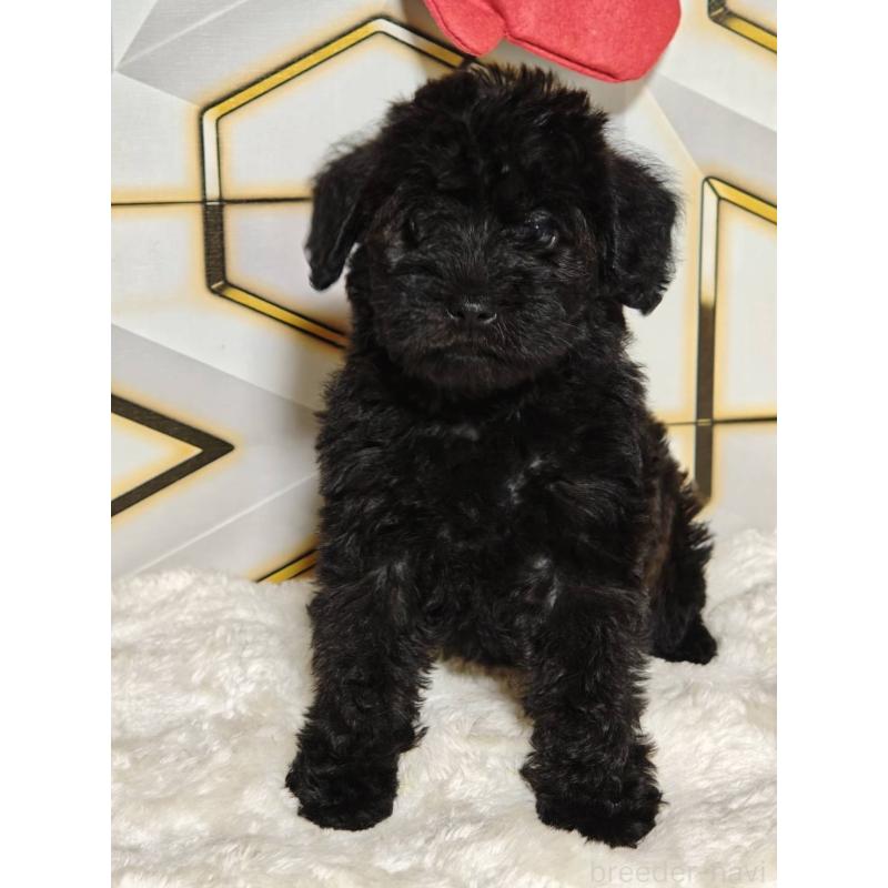 販売中の静岡県のミックス犬-456419の5枚目