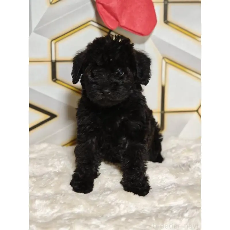 販売中の静岡県のミックス犬-456419の4枚目