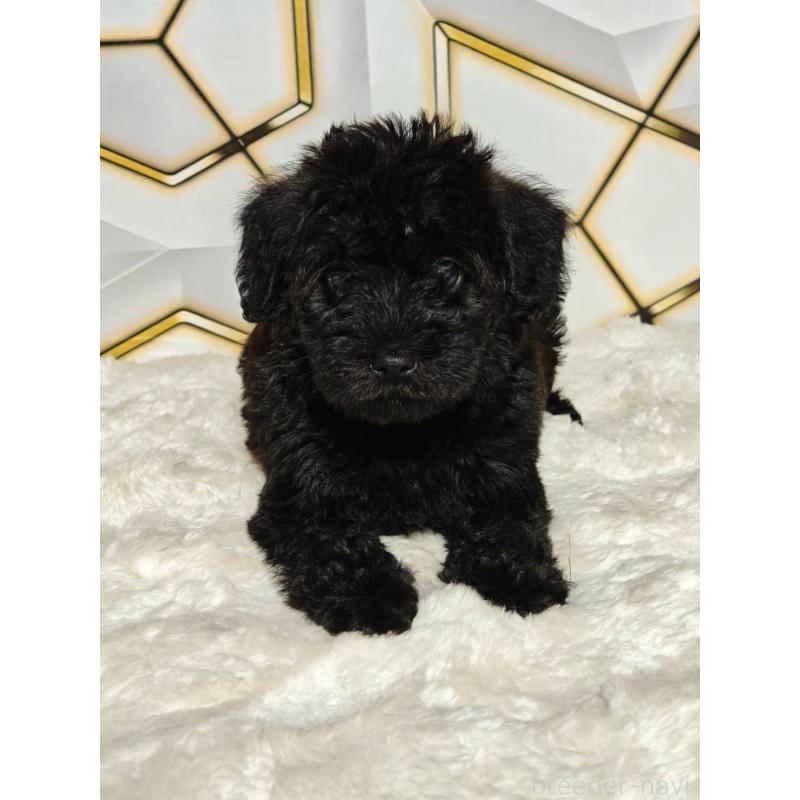 販売中の静岡県のミックス犬-456419の3枚目