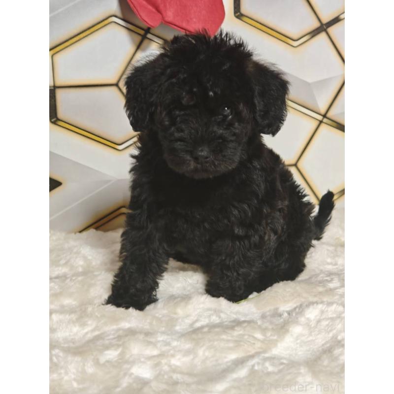 販売中の静岡県のミックス犬-456419の2枚目