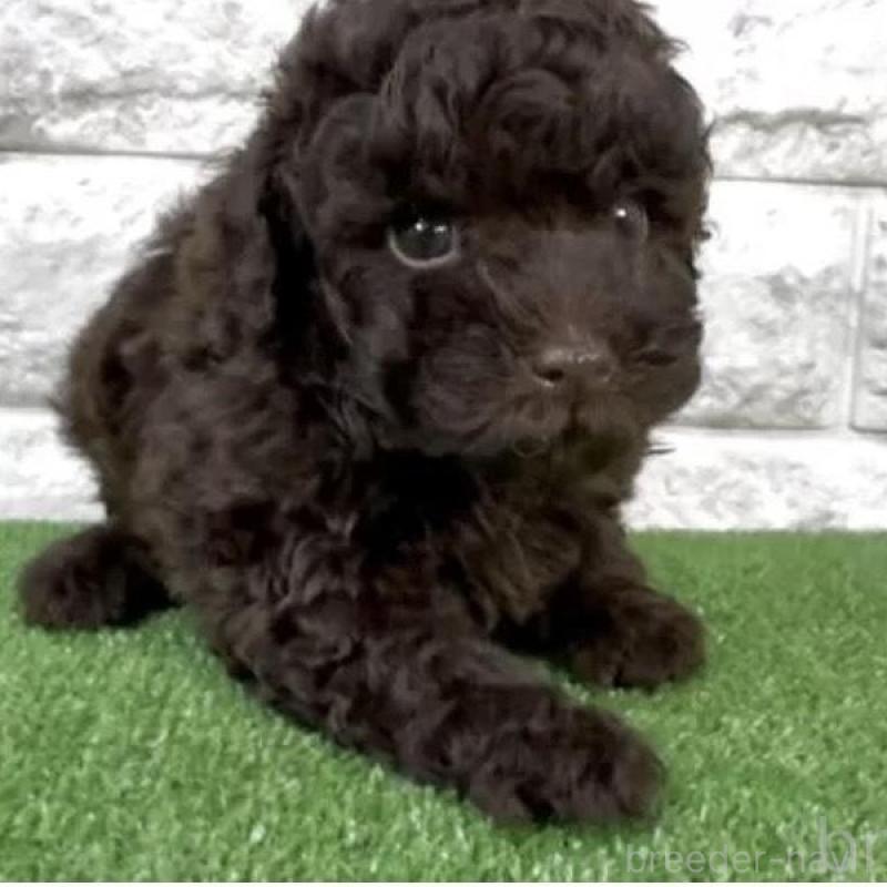 販売中の埼玉県のタイニープードル-456418の3枚目